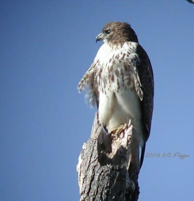 011704 Red Tailed Hawk