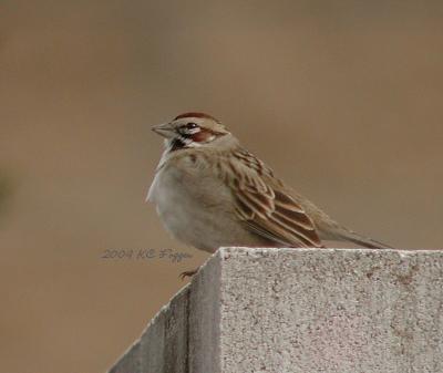 013104 Lark Sparrow