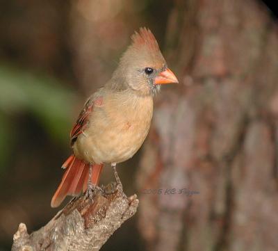 082805 Female Northern Cardinal