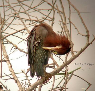 082403 Preening Green Heron