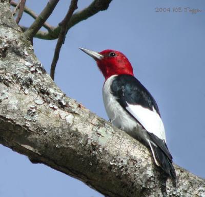 022904 Red-headed Woodpecker