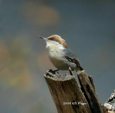 031305 Brown headed Nuthatch