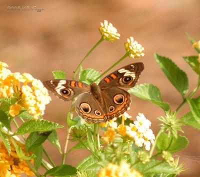 090205 Common Buckeye2.jpg