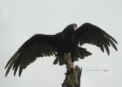062605 Turkey Vulture.jpg