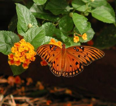 082705 Gulf Fritillary