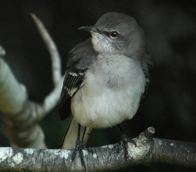 Northern Mockingbird