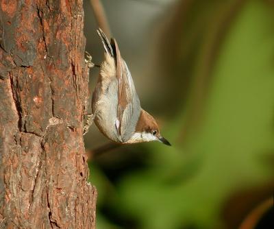 101405 Brown-Headed Nuthatch