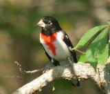 <b>Rose Breasted Grosbeak</b>