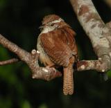 <b>052705 Juvie Carolina Wren</b>