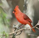061505 Male Northern Cardinal