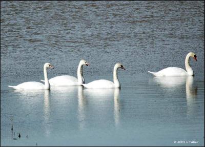 Swans On The Pond