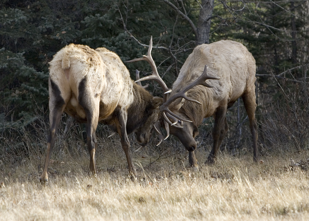 Serious Elk.jpg