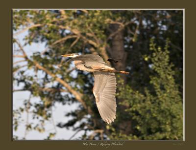 Blue heron Blackbird.jpg