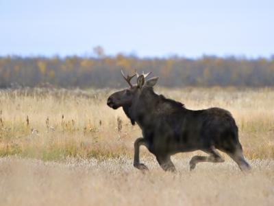 Moose full speed.jpg