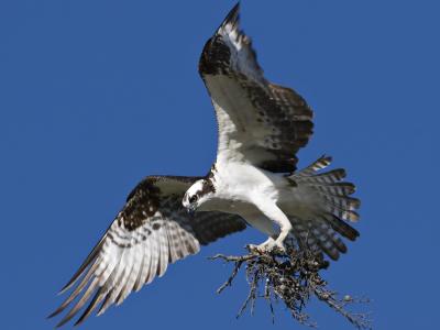 Osprey web flying.jpg