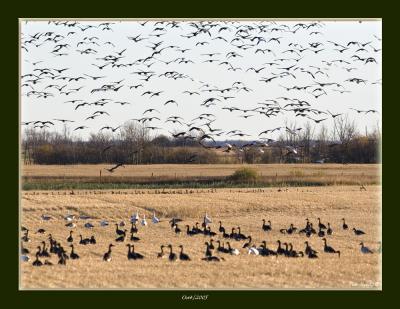 snow geese in fields.jpg
