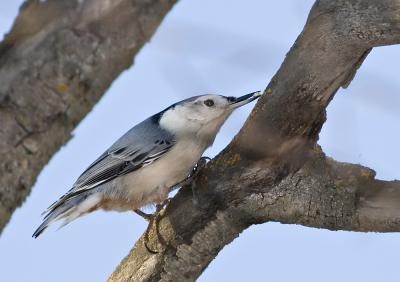 White-breasted nuthatch .jpg