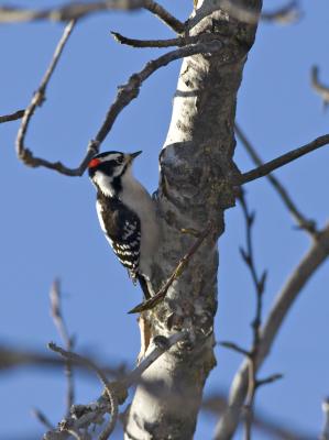 Downy Woodpecker.jpg