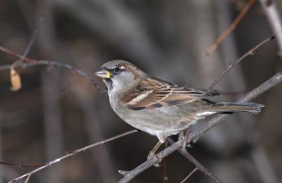 House sparrow Male.jpg