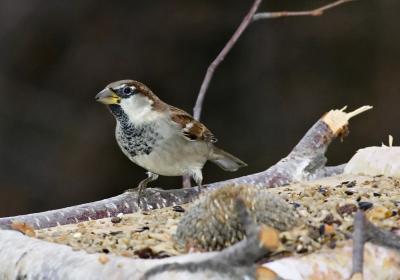 Sparrow in feeder.jpg