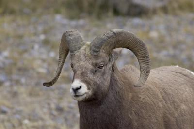 Big Horn Sheep2.jpg