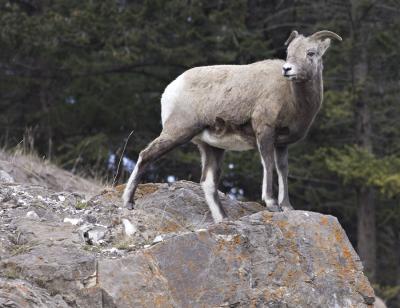  Female Rocky Mountain sheep
