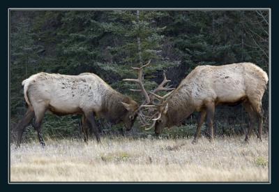 Elk fighting.jpg
