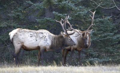 Elk eyeing one another.jpg