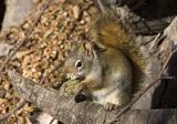Squirrel-pine cone.jpg