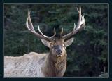 Elk front head.jpg