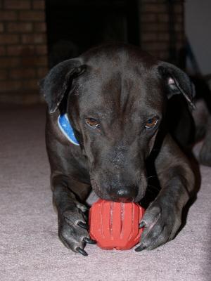 Bisquit Ball2.jpg