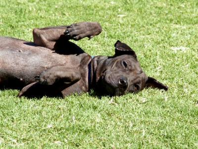 Lazing on a Sunny Day Lo Rez.jpg