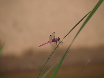 ADOT Dragonfly rezised.JPG