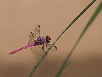 ADOT Dragonfly cropped 1600_1200 rezized.JPG