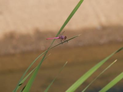ADOT Dragonfly 1 resized.jpg