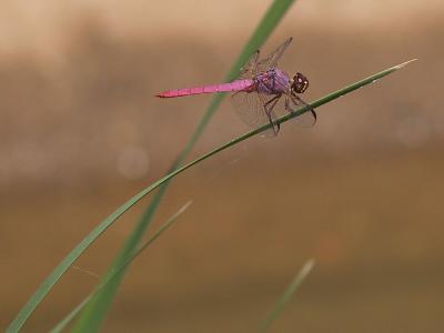 ADOT Dragonfly 1 cropped 1600_1200 resized.jpg