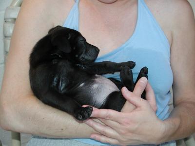 Puppy 3.jpg