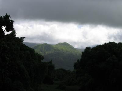 Beautiful rainforest on Maui