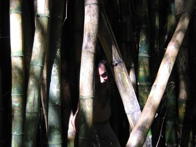 Christian gets lost in the bamboo forest