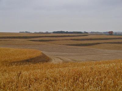 Iowa field.JPG