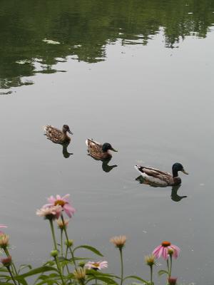 Ducks in Central Park pond