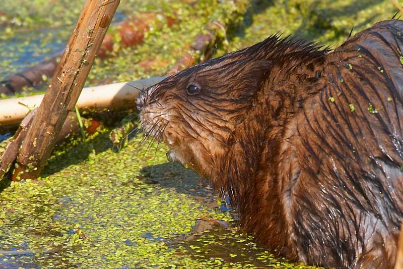Muskrat