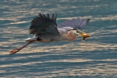 Heron with Sunfish