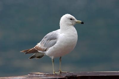 Ring-billed Gull