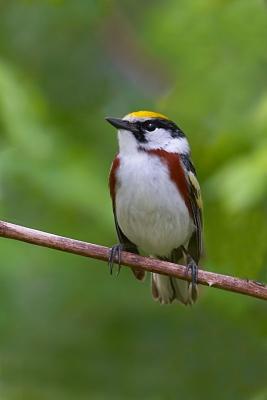 Chestnut-sided Warbler