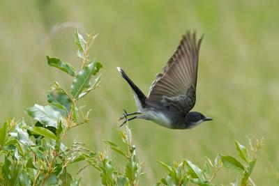 Kingbird takes Flight