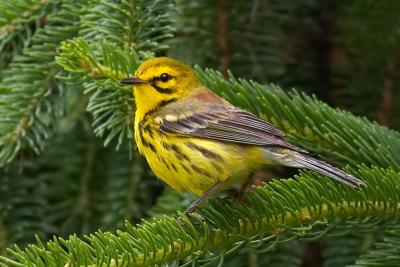 Prairie Warbler