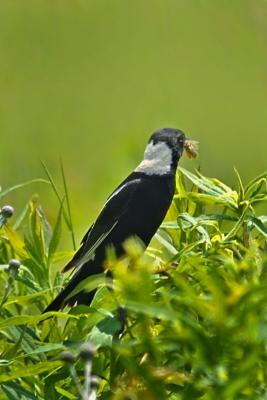 Bobolink