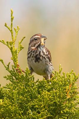Song Sparrow with Insect