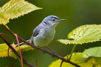 Blue-gray Gnatcatcher